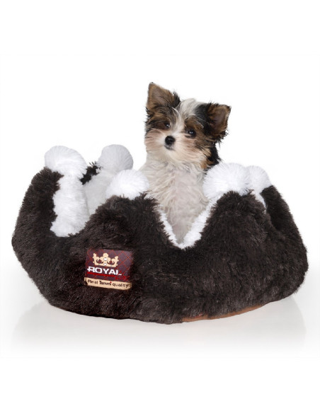 Pelech Princess hnedo-biely