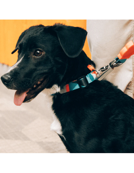 Zee.Dog Ella obojok L