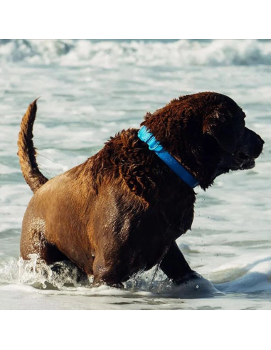 Zee.Dog obojok neoprenový L Blue