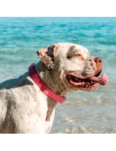 Zee.Dog obojok neoprenový L Bubble gum 2