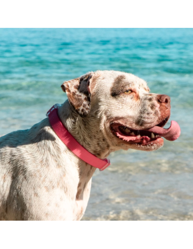 Zee.Dog obojok neoprenový L Bubble gum