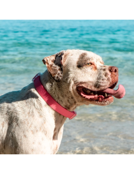 Zee.Dog obojok neoprenový L Bubble gum