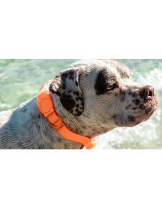 Zee.Dog obojok neoprenový L Tangerine 2
