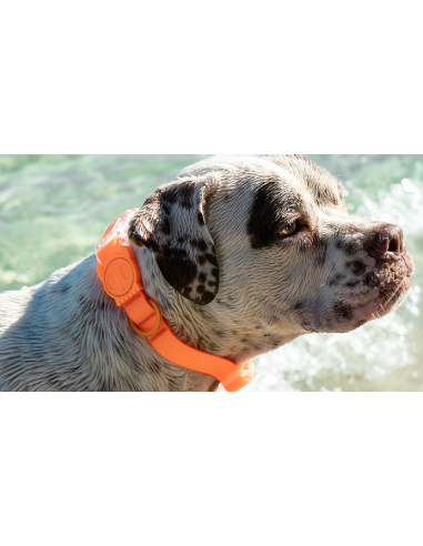 Zee.Dog obojok neoprenový L Tangerine